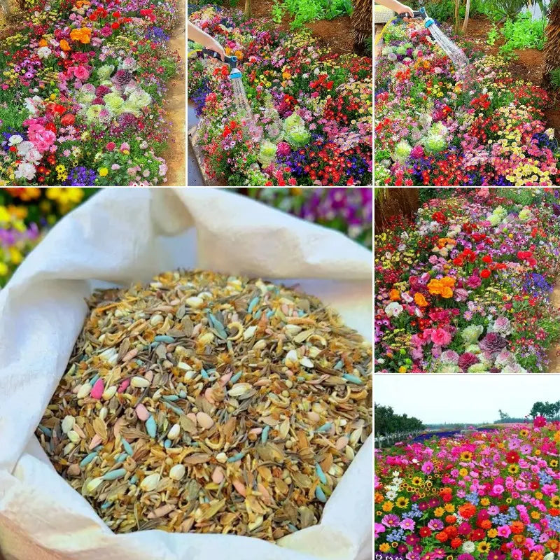 Harmony Seeds | Mixed Perennial Flower